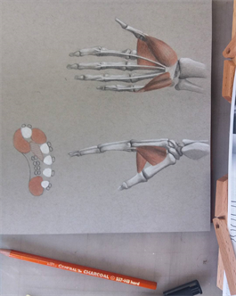 Drawing the Hand