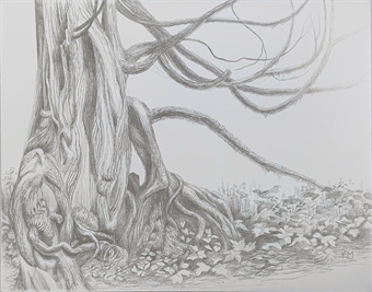 Drawing Nature in Silverpoint