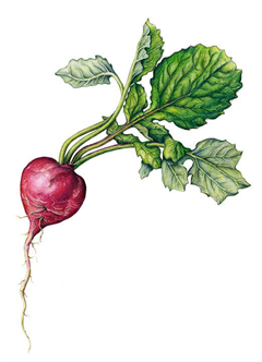 Botanical Illustration in Colored Pencil