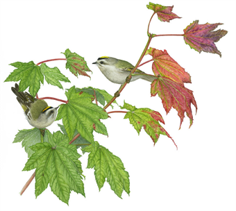 The Leaves of Autumn: Botanical Watercolor Workshop