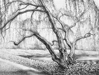 Drawing Trees of the Pacific Northwest