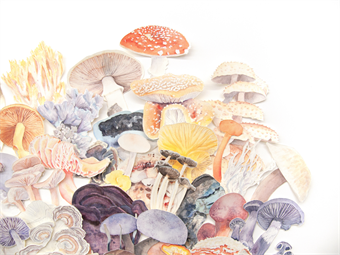 Watercolor Fungi Collage