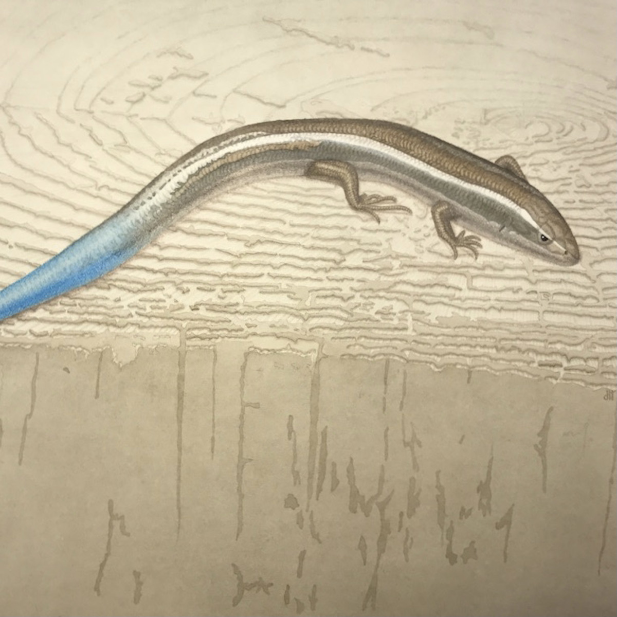 Drawing Animals in Colored Pencil