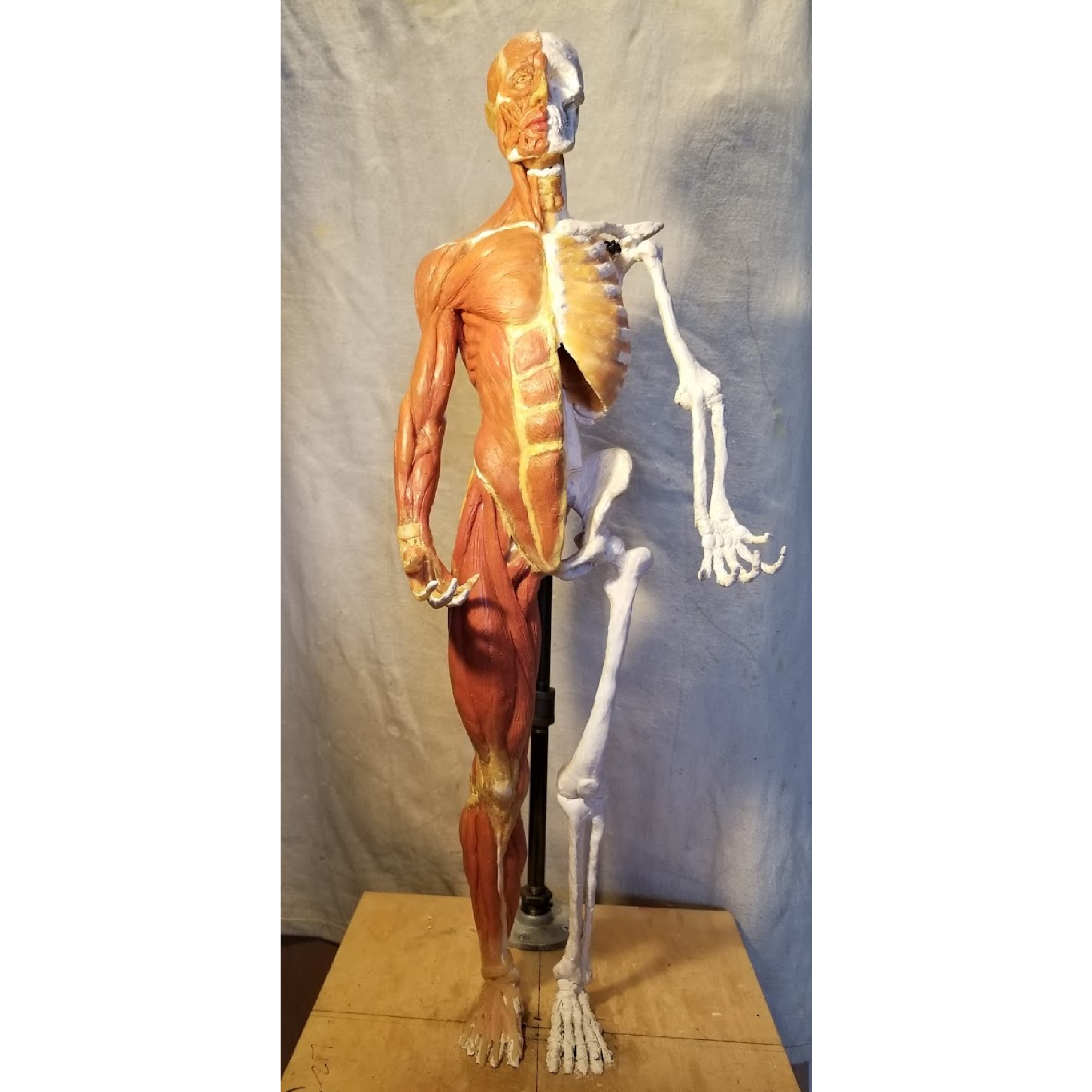 Ecorche I