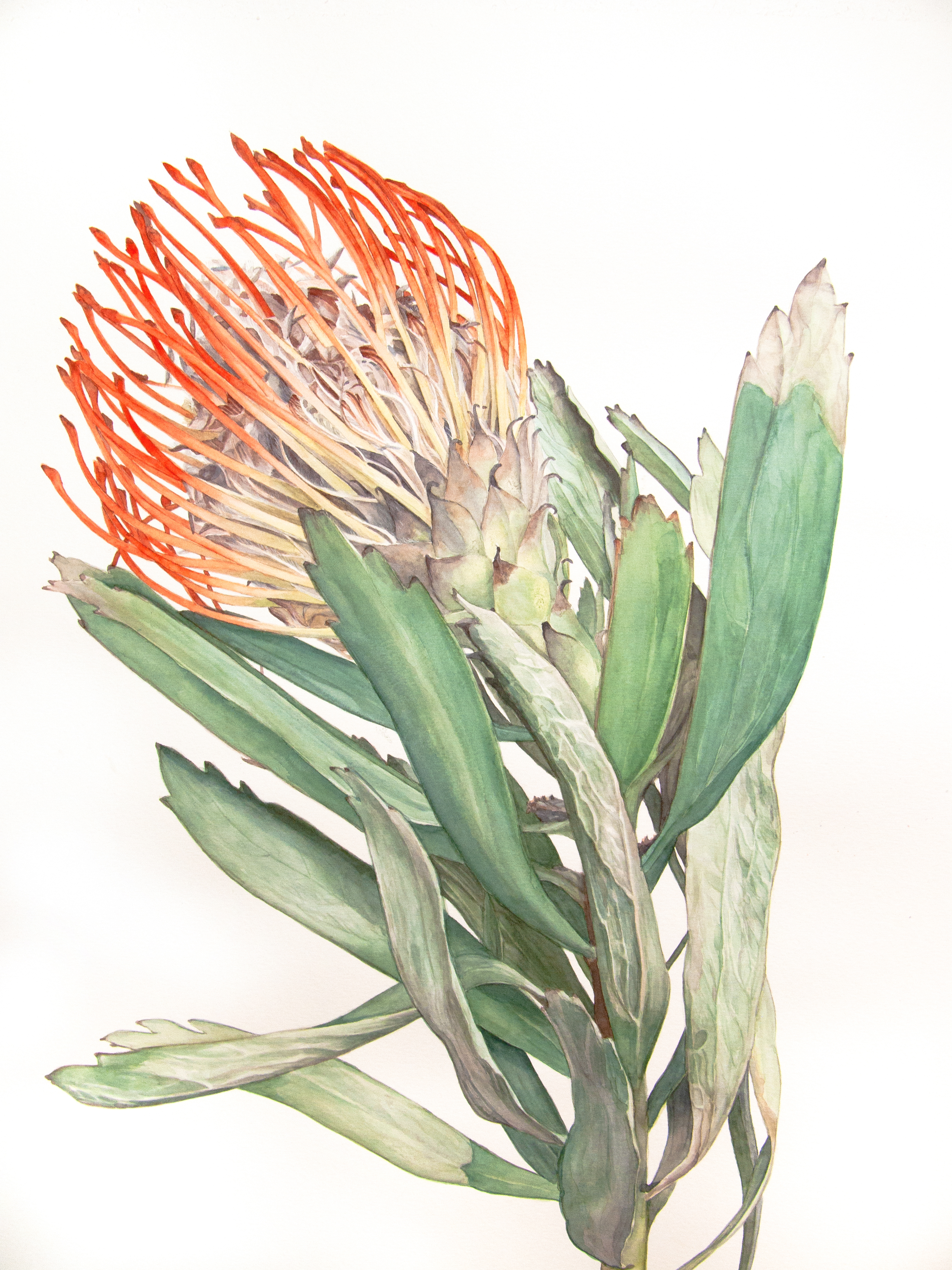 Drawing Local Flora: Beginner