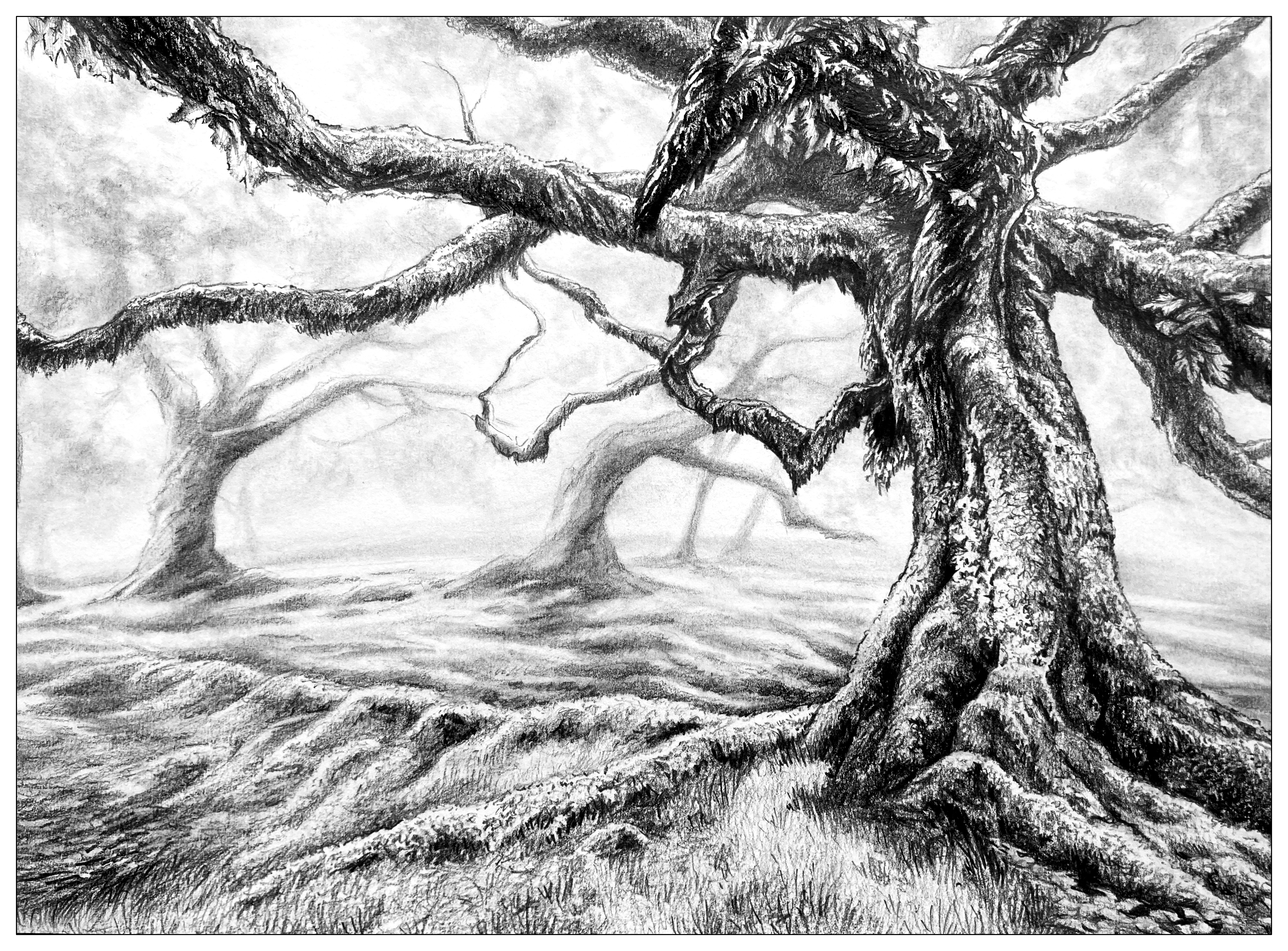 Drawing Trees