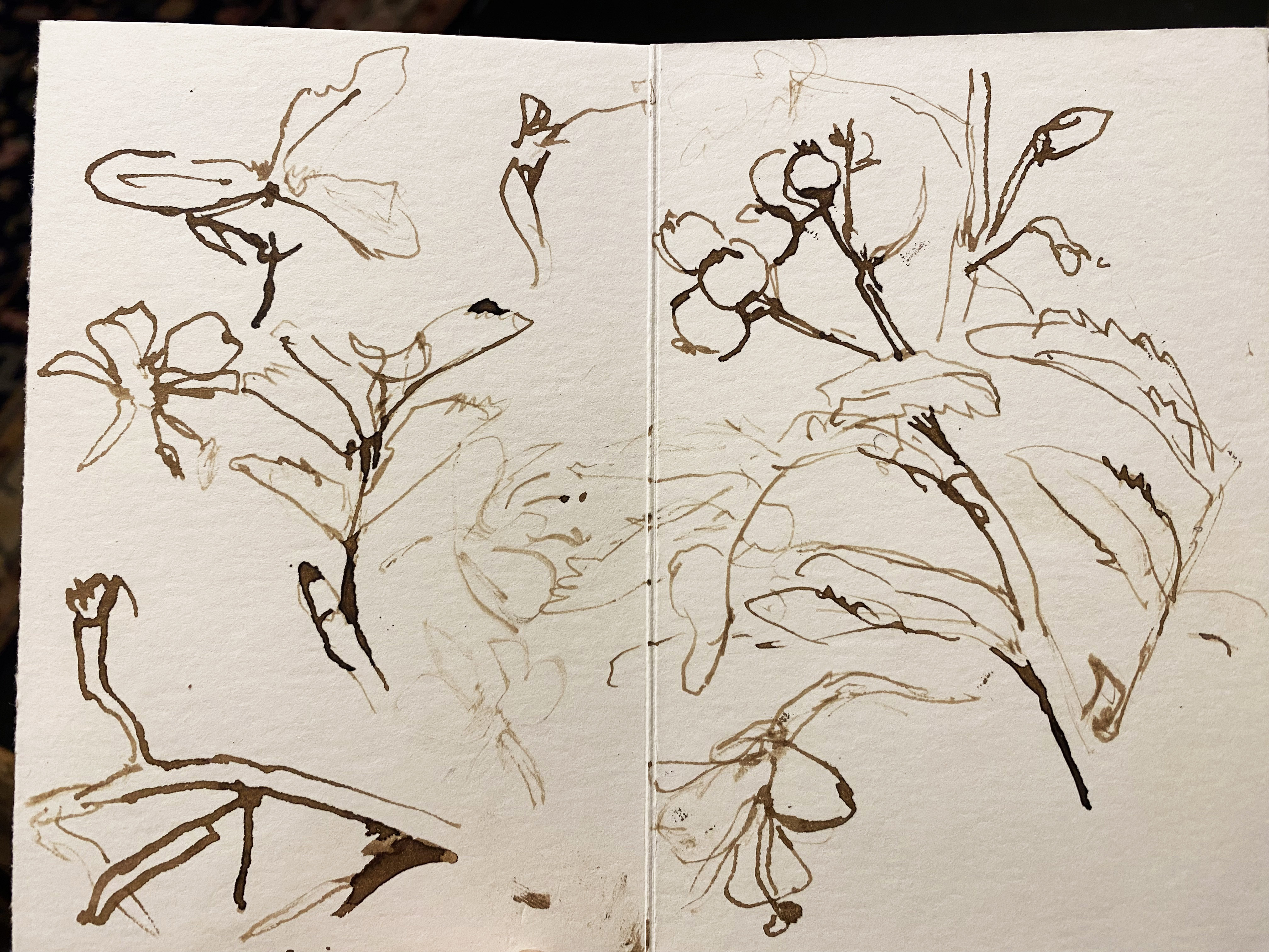 Use your Sketchbook to Explore Small Things: with Sumi Dip Pen, and Art Pens