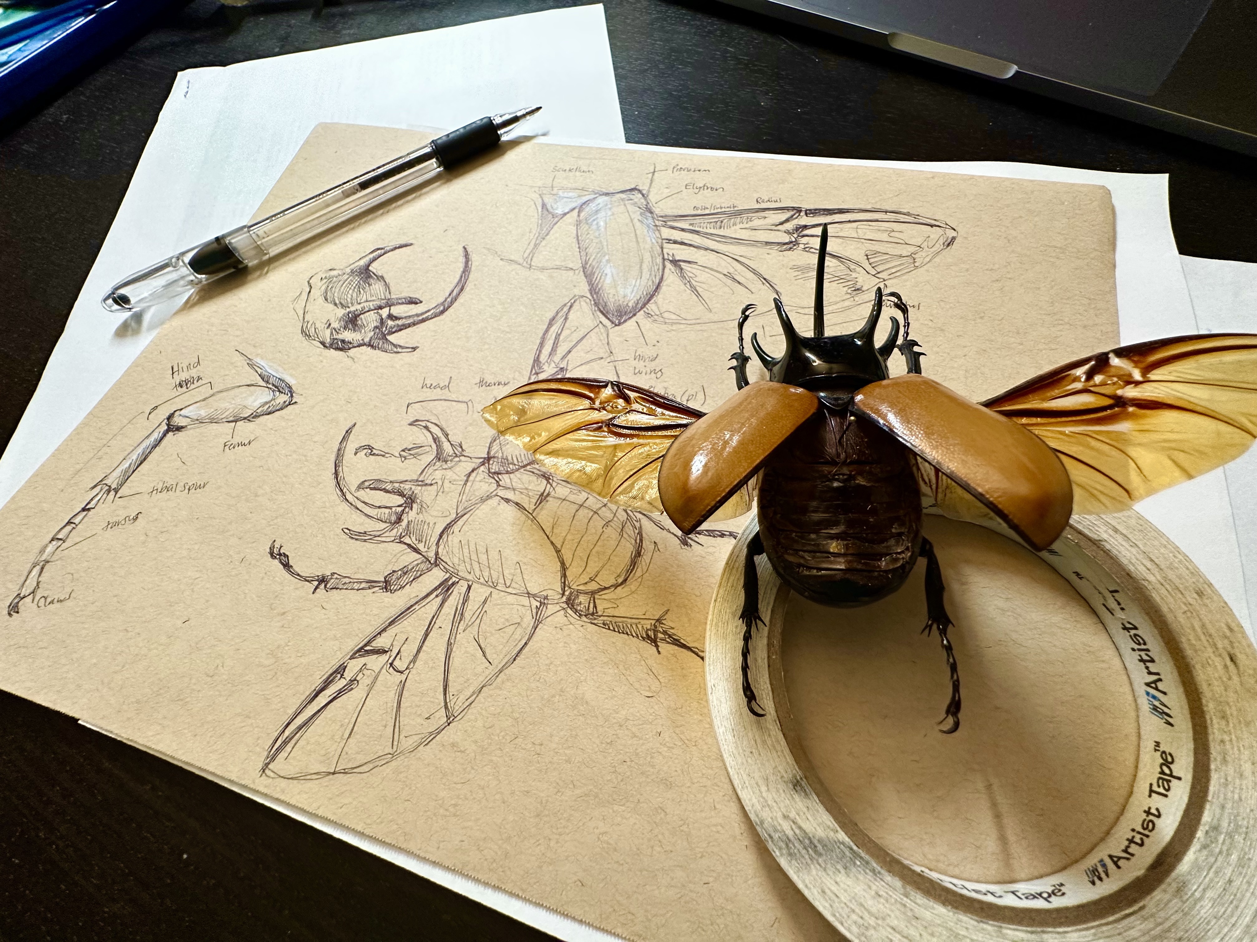 Nature Journaling