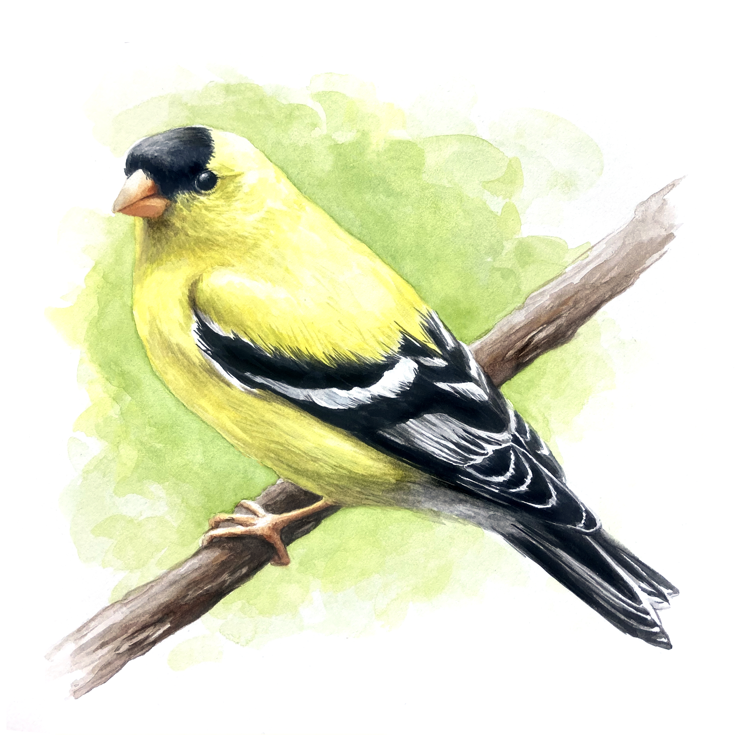 Painting Birds